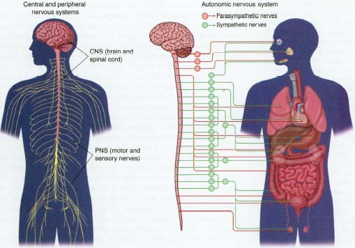 The central nervous system (CNS) is made up of the brain and spinal cord. The peripheral nervous system (PNS) is made up of 31 pairs of nerves that travel and branch out through the head, torso, arms, and legs. Together, the CNS and PNS govern thinking, feeling, moving, learning, remembering, and other activities that are conscious and mindful. The autonomic nervous system governs the functioning of the internal organs, and its activities mostly happen outside our awareness. The parasympathetic nerves are most active when the body is calm or sleeping. The sympathetic nerves are most active when the body is responding to stress.