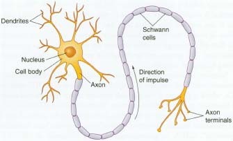 Neurons are nerve cells. They are designed to transmit electrical signals to body cells, including other neurons. Axons are the transmitting terminals of each neuron, and dendrites are the receivers. Between axons and dendrites are gaps called synapses.