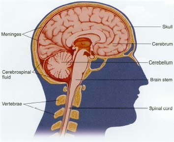 Impact to the head may cause leakage of fluid and blood from blood vessels in the scalp, forming a painful lump. A stronger blow can tear the meninges, the protective membrane surrounding the brain, or injure the brain tissue itself. The bleeding and brain swelling this type of injury can produce may lead to increased pressure within the skull, resulting in a variety of problems including concussion and permanent brain damage.