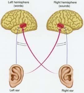 Intelligence is sometimes classified as left-brained or right-brained, although that is an oversimplification. People can hear words and musical sounds with both ears, but the right ear is believed to have a stronger connection to the left hemisphere of the brain where words and speech are processed. People can hear words spoken into the left ear but they understand them better when assisted by the speech pathway from the right ear. Likewise, the left ear has a stronger connection to the right hemisphere of the brain where musical sounds are processed. People can hear melodies played into the right ear but enjoy them more when assisted by the sound pathway from the left ear.