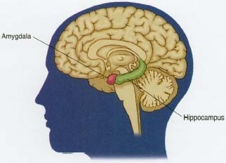 Research has linked memory to the amygdala and to the hippocampus, two structures deep inside the brain. When surgeons removed the hippocampus from a patient known by the initials H.M., hoping to treat his epilepsy, they discovered that H.M.'s epilepsy improved but his short-term memory disappeared. H.M. could remember events that happened many years before, but not events of the previous day or the previous hour. H.M.'s doctors had to reintroduce themselves to him every single day.