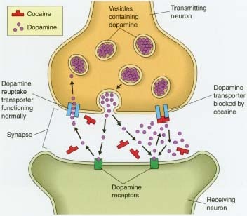 Cocaine is a mood-altering drug that interferes with normal transport of the neurotransmitter dopamine, which carries messages from neuron to neuron. When cocaine molecules block dopamine receptors, too much dopamine remains active in the synaptic gaps between neurons, creating feelings of excitement and euphoria.