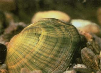 Eating raw or undercooked oysters, crabs, or shrimp that have come from polluted waters is one way to contract cholera. Outbreaks have been associated with seafood from the Gulf of Mexico. The disease associated with this type of cholera bacteria is less severe than that caused by types seen in Asia. U.S. Fish and Wildlife Service (Washington, D. C.)