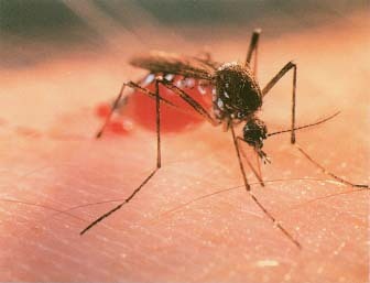 Scientists, in searching for alternative means of malaria control, have recently been able to genetically modify mosquitoes carrying a form of malaria that affects rodents. The genetically modified mosquitoes were less susceptible to infection after feeding on a malaria-infected mouse and were far less likely than normal mosquitoes to transmit the malaria parasite to other mice. Phototake