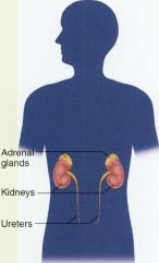 The adrenal glands are located above each of the two kidneys. When people have Addison's disease, the adrenal glands do not produce enough of the hormones cortisol and aldosterone.