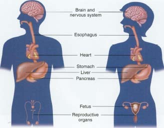 Alcoholism affects many different parts of the body.