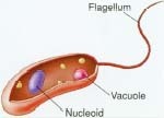 Anatomy of an individual bacterium. Its DNA (genetic material) is in the nucleoid area, but it is not enclosed within a membrane. This bacterium uses its flagellum (tail) to move around.