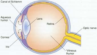 Anatomy of the eye. The optic nerve (also referred to as the second cranial nerve) sends messages from the eyes to the brain, making it possible to see.