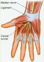 Anatomy of the wrist and palm.