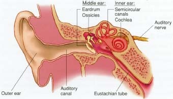 Anatomy of the ear. As sound waves travel through the ear, they are converted into electrochemical messages that are sent along more than 30,000 nerve connections to the brain. The brain then interprets these messages as words and other sounds.