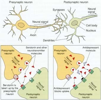 Nerve cells (neurons) use chemicals called neurotransmitters to send messages. The message (neural signal) travels in a specific direction from one cell to the next across a connecting synapse (SIN-aps), often transmitted from the axon terminal of one cell (the presynaptic neuron) across the synapse to the dendrites of the next (the postsynaptic neuron). Some antidepressant medications work by targeting levels of serotonin and other neurotransmitters in the synapses.