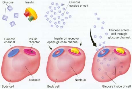 The hormone insulin is the key that unlocks the body cell's glucose channel, allowing glucose ("blood sugar") to enter the cell and refuel it. Without the insulin key, glucose is locked out of the cell and must remain in the bloodstream.