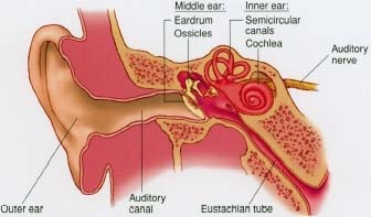 Anatomy of the ear.
