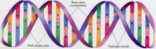 DNA is a double-stranded molecule that is twisted in a spiral shape, known as a double helix. DNA is made of chemicals called nucleotides that occur in pairs: adenine (A) with thymine (T), and guanine (G) with cytosine (C).