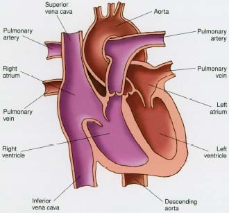 Anatomy of the heart.