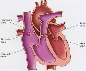 Anatomy of the heart showing heart valves and sinus node.