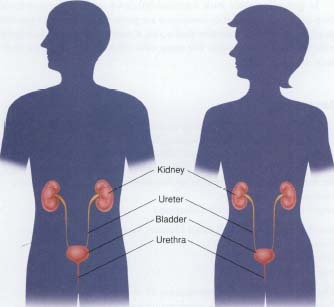 Anatomy of the kidneys and urinary tract.