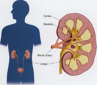 The kidneys are located on both sides of the spinal column just above the waist.
