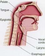 Parts of the body involved in the creation of sound and speech include the larynx, epiglottis, trachea, vocal cords, tongue, and palate.