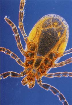 Magnified photograph of a deer tick, adult male, Ixodes dammini. © Kent Wood, Photo Researchers, Inc.