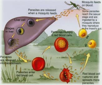 Cycle of malaria infection. Plasmodium parasites can reproduce inside the Anopheles mosquito and be transmitted to people through mosquito bites. In people, the parasites can multiply in the liver and in the red blood cells.
