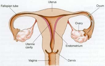 The anatomy of the female reproductive system, including an unfertilized egg in one of the fallopian tubes.