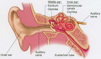 Antony of the inner and middle ear.