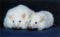 Scientists use lab mice, like the one shown on the left, for research on the genetic causes of obesity. © Jackson/Visuals Unlimited.