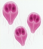 The Giardia lamblia protozoan.