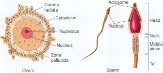 Anatomy of human ovum and human sperm.