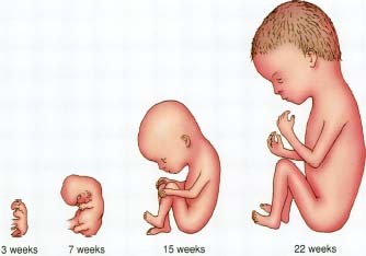 Left to right: Embryo and fetus at 3 weeks; 7 weeks; 15 weeks; and 22 weeks