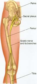 The sciatic nerve is the main nerve in the leg. It branches into the tibial and peroneal nerves.