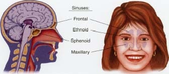 Locations of the paranasal sinuses.