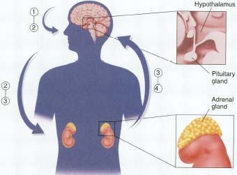 The stress hormone response: When the brain perceives stress, the hypothalamus releases corticotropin-releasing factor (CRF) (1), which triggers the release of adrenocorticotropin (ACTH) (2) from the pituitary gland. ACTH (2) travels through the bloodstream and (along with signals from the brain sent through the nervous system) stimulates the adrenal glands to release cortisol and epinephrine into the bloodstream (3). Cortisol and epinephrine (3) help provide energy, oxy-gen, and stimulation to the heart, the brain, and other muscles and organs (4) to support the body's response to stress.