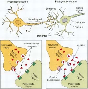 Cocaine disrupts body processes by blocking the neurons' (nerve cells) normal handling of neurotransmitters that carry messages from the brain to other parts of the body.