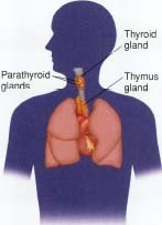 Anatomy of the thyroid glands, parathyroids, and thymus.