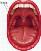 Anatomy of the tonsils.