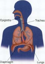 Whooping cough can cause fever and quick short coughs due to spasms of the glottis as the air leaves the lungs.
