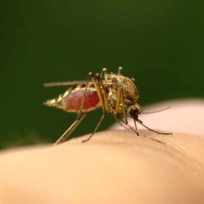 Malaria 2301