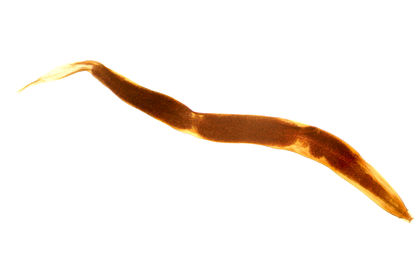 Pinworm Enterobiasis 2402